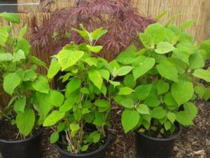 Hydrangea arborescens ’Annabell’ - Annabell cserjés hortenzia