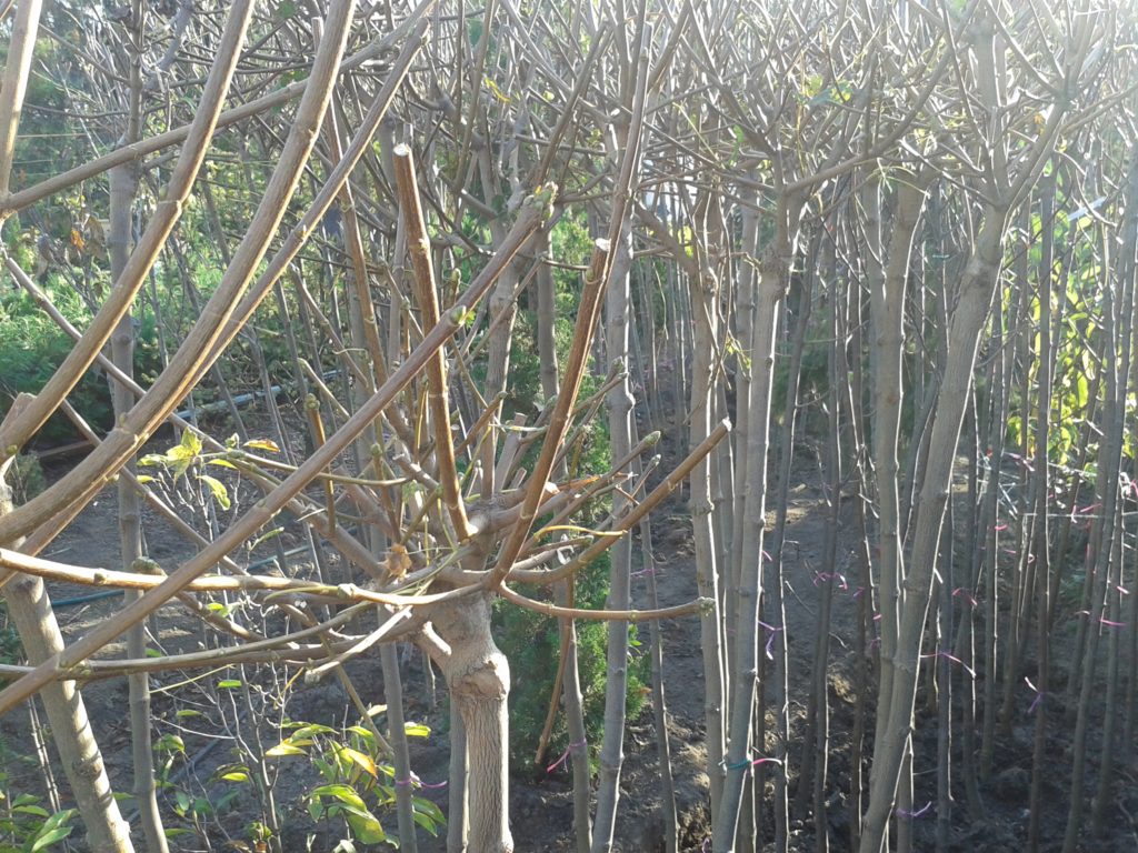 Acer platanoides 'Globosum'- Gömb juharfa kisméretű gömb díszfák kertbe