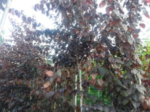 Prunus cerasifera Nigra - Vörös levelű vérszilva dísszilva fa