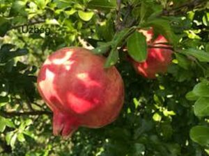 Punica granatum 'Üzbég' - Termő gránátalma fajták Abéliáskert faiskola Szeged kertészet