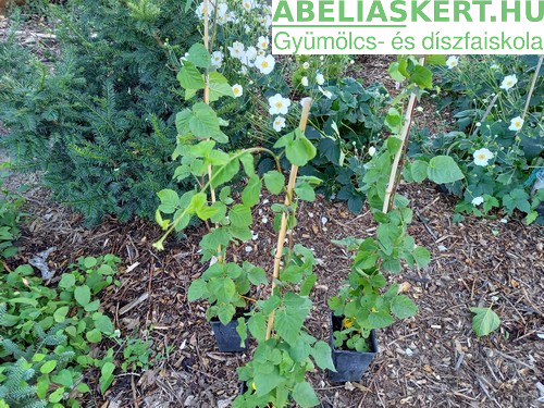 Rubus fruticosus Navaho - Tüskétlen-feketeszeder