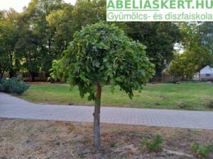 Morus alba Pendula - Csüngő eperfa (szomorú eperfa)