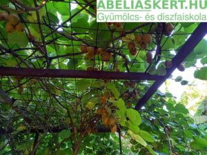 Actinidia chinensis Hayward - Télálló termő kivi ültetés csemete eladó