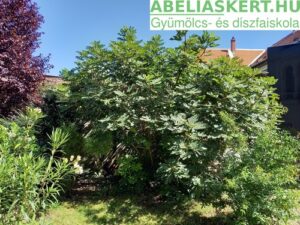 Ficus carica Dalmát- Termő füge cserépben