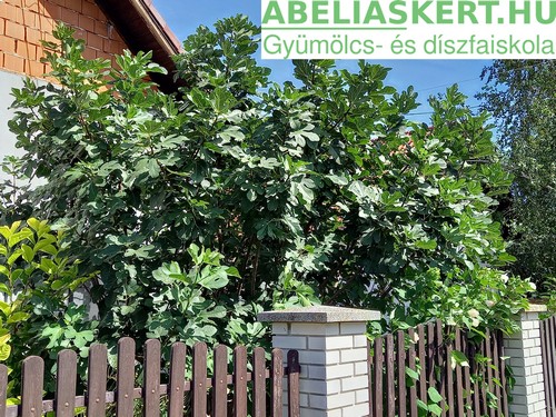 Ficus carica ’ Brunswick’ - Termő  közönséges fügefa ár