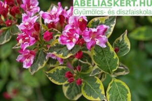 Weigela florida Brigela - Kínai rózsalonc