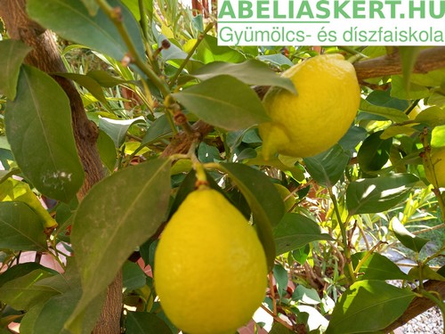 Citrus limon-Termő citromfa eladó