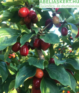 Cornus mas ’Joliko’ - Húsos-som bokor
