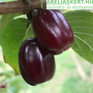 Cornus mas Kasanlak - Húsos-som gyümölcs