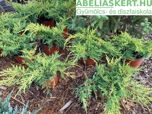 Juniperus media Gold Coast - Kínai terülőboróka kúszó boróka