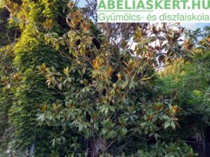 Örökzöld magnólia eladó Magnolia grandiflora’'Galissonière –Nagyvirágú liliomfa