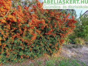 Pyracantha 'Orange Charmer- Tűztövis sövény