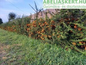 Pyracantha Orange Charmer Tűztövis sövény