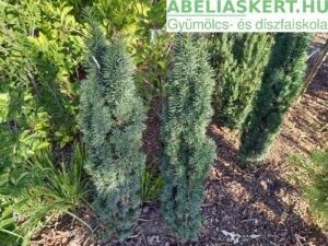 taxus-baccata-fastigiata-robusta-oszlopos-tiszafa-foldlabas