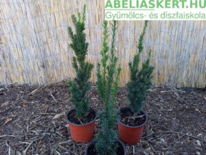 taxus-media-hilli-tiszafa-soveny