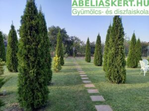 oszlopos tuja eladóThuja occidentalis ’Smaragd’ Smaragd oszloptuja