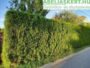 Thuja occidentalis Smaragd Smaragd oszloptuja nyugati tuja ár