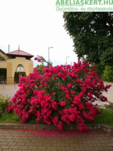 Lagerstroemia Tonto-Kínai selyemmirtusz