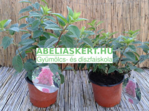 Hydrangea paniculata Vanille Fraise bugás hortenzia elado Abéliáskert faiskola Szeged kertészet