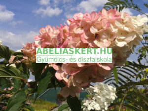 Hydrangea paniculata 'Confetti' - Bugás hortenzia