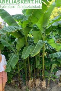 Musa basjoo - Télálló banánfa eladó Abéliáskert faiskola Szeged kertészet