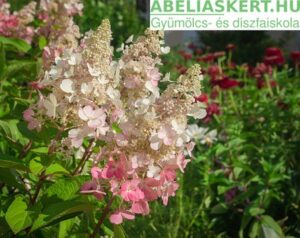 Pinky-Winky-Bugas hortenzia-Hydrangea-paniculata-elado-Abeliaskert-faiskola-Szeged-kerteszet