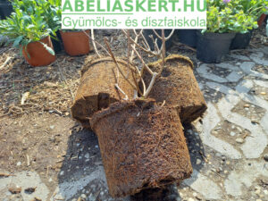 Hydrangea paniculata (bugás hortenzia) metszés, gondozás, ültetés. Abéliáskert faiskola Szeged Kertészet