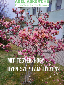 Magnolia gonozás ültetés liliomfa eladó Abéliáskert faiskola Szeged