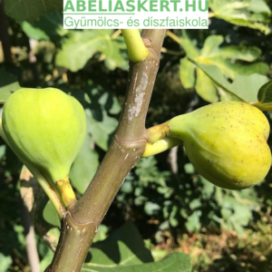 Ficus carica Brogiotto Bianco - Télálló fügefa eladó