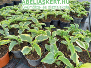 Hosta Moerheim Árnyliliom ültetés