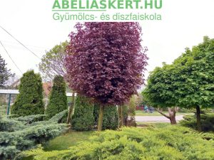 Acer platanoides ’Faasens Black’- Korai juhar Vérjuhar fa díszfa kertészet Szeged vásárlás