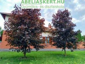 Acer platanoides ’Faasens Black’- Korai juhar Vérjuhar fa díszfa kertészet Szeged vásárlás