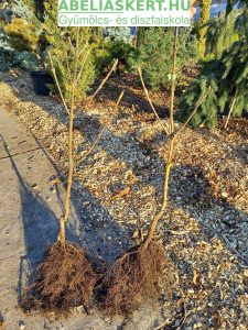 húsos som bokor Abéliáskert gyümölcs és díszfaiskola - Kertészet Szeged