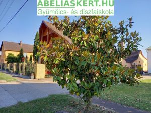 magnolia soulangeana fajták magyarországon