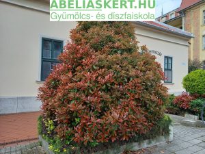 Photinia x fraserii 'Red Robin’ - Vörös korallberkenye gondozás, vásárlás,bokor ültetés Szeged