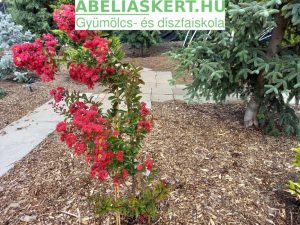 Lagerstroemia 'Red Rocket' - Selyemmirtusz-Krepp virág