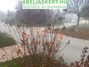 Lagerstroemia 'Tonto' Selyemmirtusz