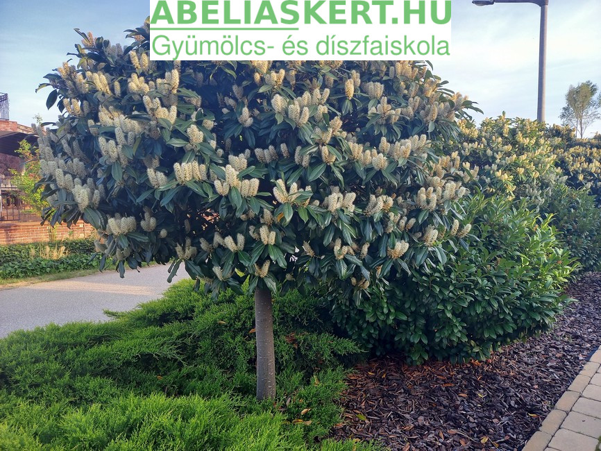 Prunus laurocerasus 'Baumgartner'- Kaukázusi babérmeggy