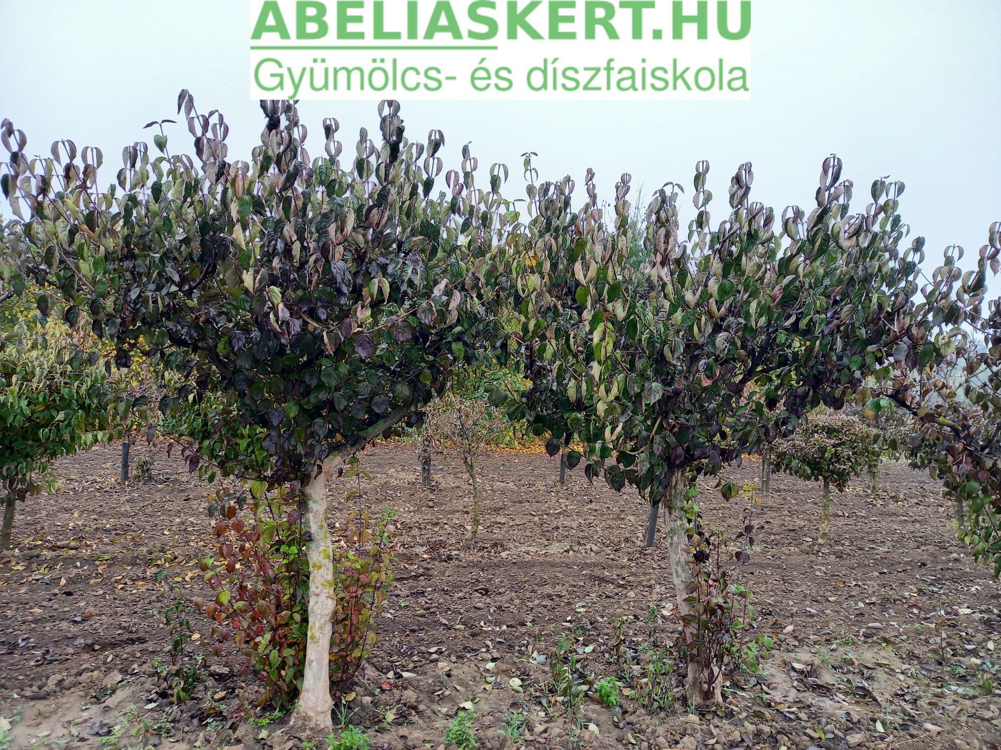 húsos som bokor Abéliáskert gyümölcs és díszfaiskola - Kertészet Szeged