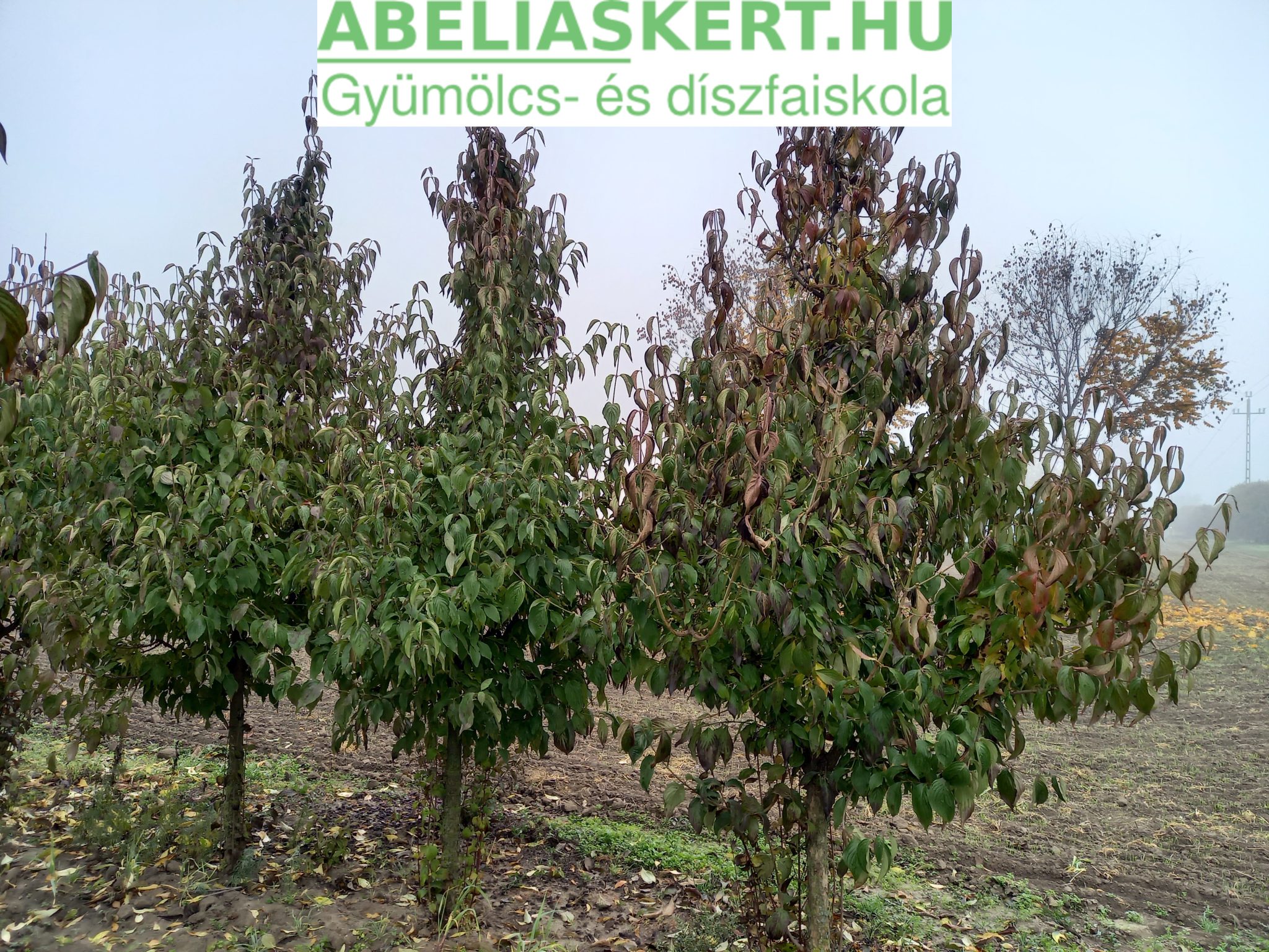 Húsos-som, málna, berkenye Archívum - Abéliáskert gyümölcs és ...