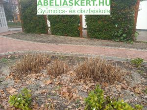 Hydrangea arborescens ’Annabell’ - Annabell cserjés hortenzia