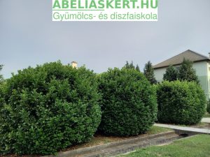 Prunus laurocerasus 'Baumgartner' - Babérmeggy
