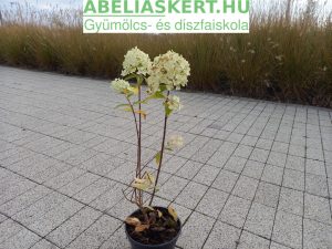 Hydrangea paniculata 'Magical Candle' - Bugás hortnezia