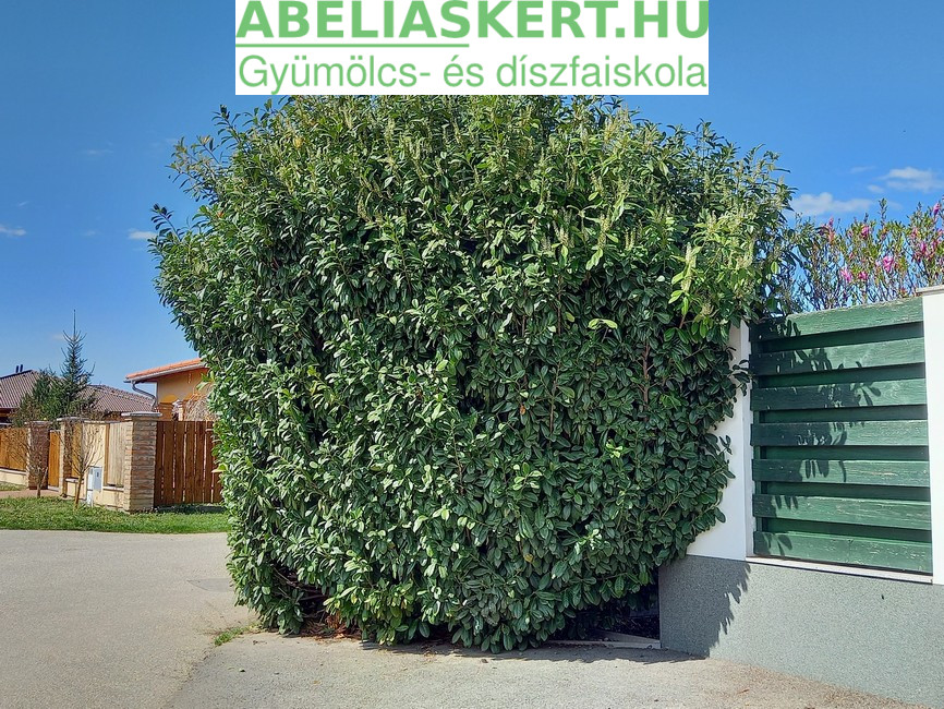 Prunus laurocerasus ’Novita' - Novita babérmeggy