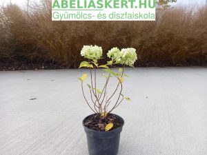 Hydrangea paniculata 'Wim's Red' - Bugás hortenzia
