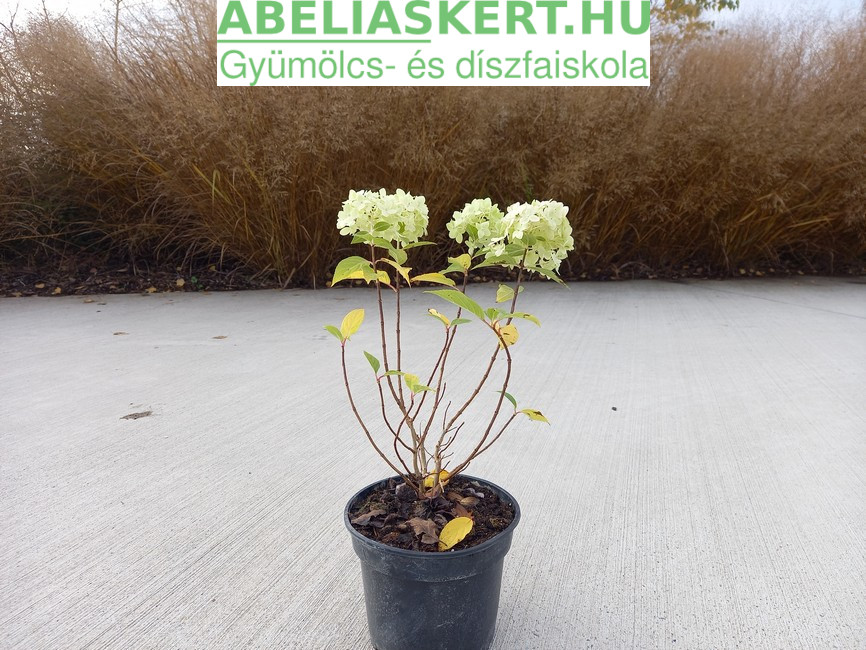 Hydrangea paniculata 'Limelight' - Bugás hortenzia