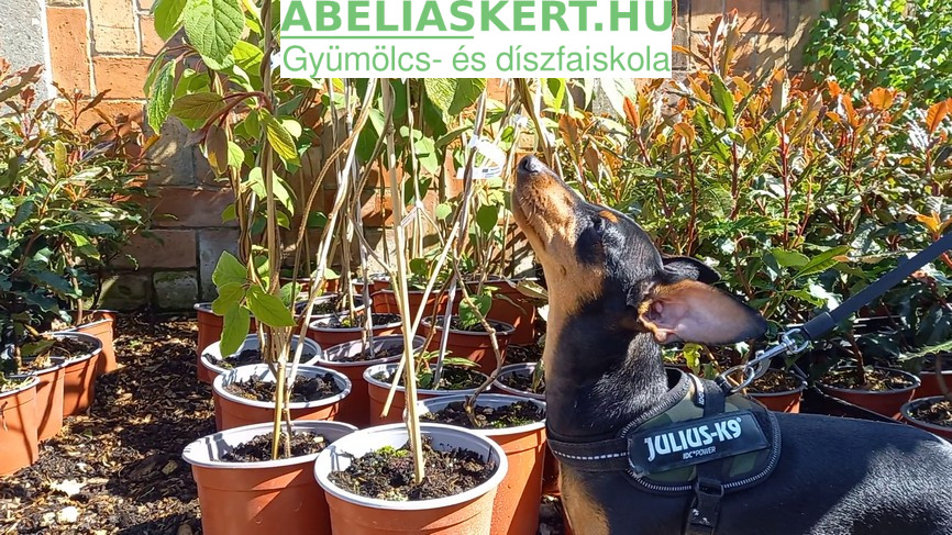 Tomuri porzó kivi növény eladó Abéliáskert faiskola Szeged