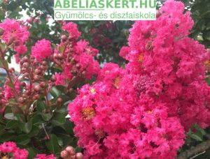 Tuscarora fajta lagerstroemia - Kínai selyemmirtusz fa eladó kertészet Szeged