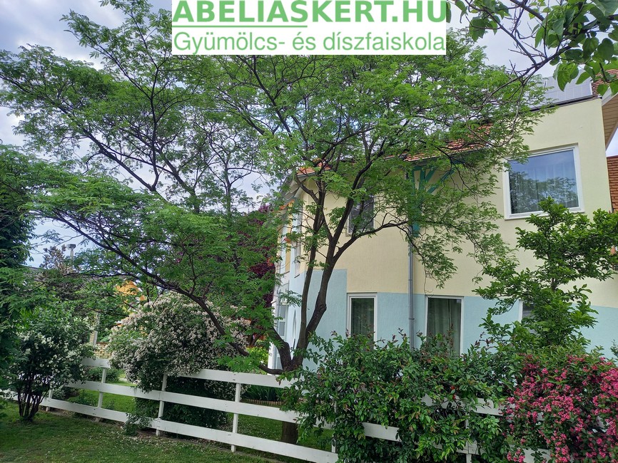 Albizia julibrissima - Perzsa selyemakác díszfa eladó Abéliáskert