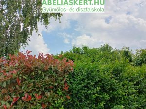 Ligustrum ovalifolium - Széleslevelű fagyal sövény ültetés Abéliáskert Szeged